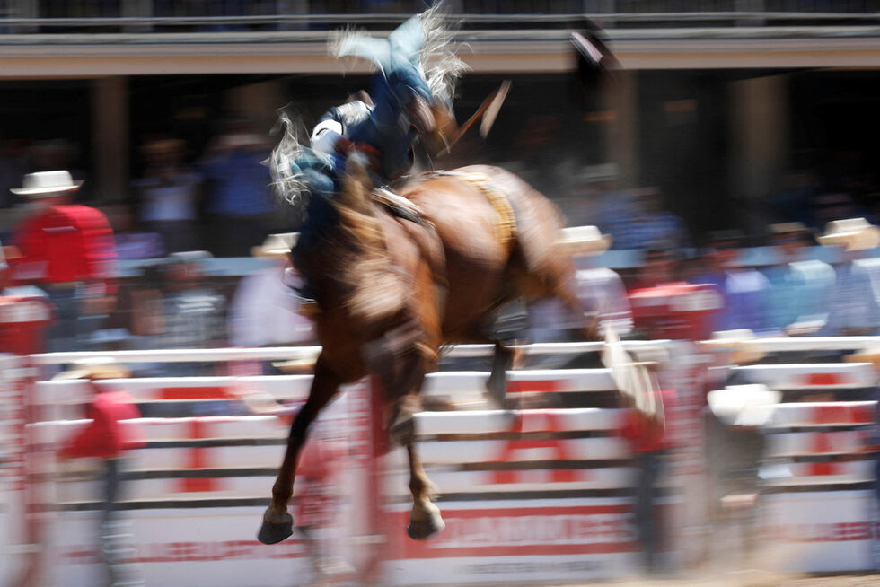 Момент от състезанието за езда без седло, част от родеото Calgary Stampede в Калгари, Канада.