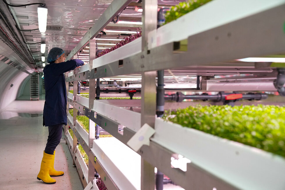 Купувачите харесват свежестта на продуктите, които могат да попаднат в чинията на ресторантьорите в рамките на два часа след прибирането на реколтата, както и пристигането им в града, без да се натрупват вредни емисии по въздух или от дългото пътуване.