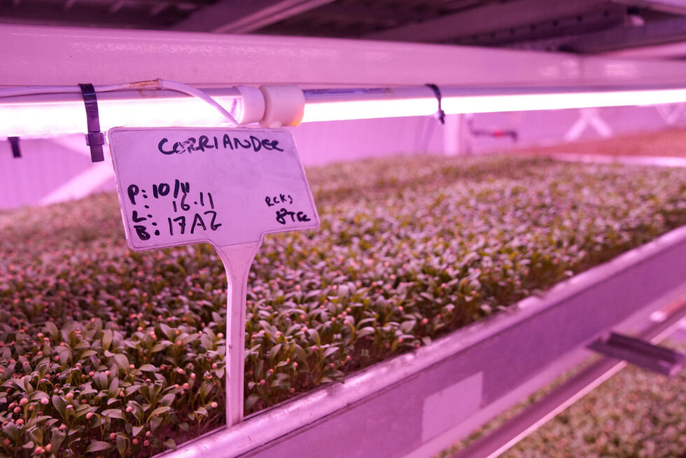 Zero Carbon Farms смята, че има предимство пред десетките други проекти за вертикални ферми, които се появяват във Великобритания, благодарение на устойчивите си качества и дългогодишния си опит, който се надява да се изрази в по-високи добиви от новото фермерско пространство.