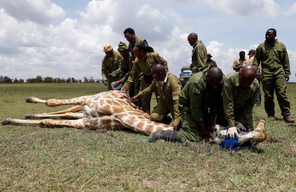 Рейнджъри от Кенийската служба за дивата природа (KWS) и ветеринарни лекари поставят на жираф от Масаи устройство за проследяване с глобална система за позициониране (GPS), захранвано със слънчева енергия, за да осигурят необходимата информация за разбиране на моделите на движение на жирафите в различни местообитания.<br /><br />Целта е да се ограничат случаите на конфликти между човека и дивата природа в резултат на климатичните промени. Данните ще дадат на политиците да вземат информирани решения за запазване на популациите в бъдеще, в резервата Масаи Мара, в окръг Нарок, Кения.