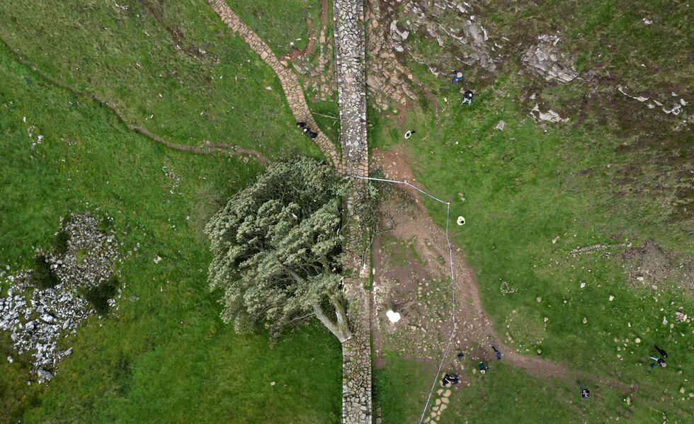 Известното дърво ''Sycamore Gap'', разположено в естествена вдлъбнатина в пейзажа покрай Адриановия вал в Северна Англия, вероятно е било "умишлено отсечено" през нощта, съобщиха от управата на националния парк Нортъмбърланд в четвъртък.<br /><br />Забележителността, за която националният парк твърди, че е най-фотографираното място в него, е известна и като "дървото на Робин Худ", след като през 1991 г. участва във филма "Робин Худ: Принцът на разбойниците", а през 2016 г. е избрано за английско дърво на годината.