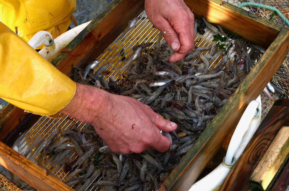 В днешно време Остдуинкерке е единственото място в света, където рибарите все още използват коне, за да ловят скариди. Това е толкова специална гледка, че ЮНЕСКО дори я е признала за нематериално културно наследство.<br />