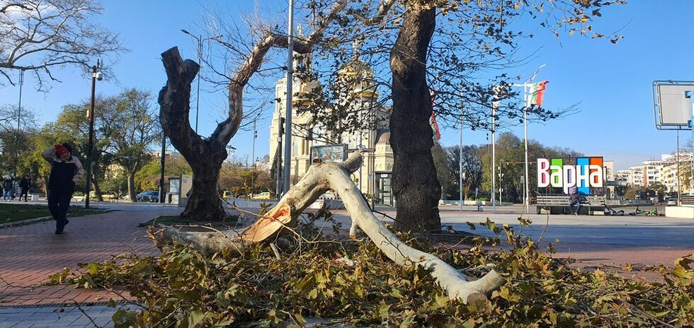 На брифинг в 11 часа днес Коцев обяви, че бедственото положение остава и призова гражданите да са особено внимателни при посещения на Морската градина и Аспарухов парк, както и из целия град, тъй като има много клони, които още не са почистени. В ранния следобед Коцев съобщи, че е изпратил искане до Министерството на образованието и науката за преминаване в режим на обучение в електронна среда от разстояние на територията на община Варна.