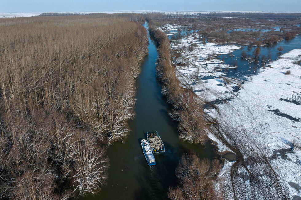 По данни на сръбското министерство на земеделието при покачването на водите на острова са се намирали общо 97 крави, 40 телета и 70 коня.