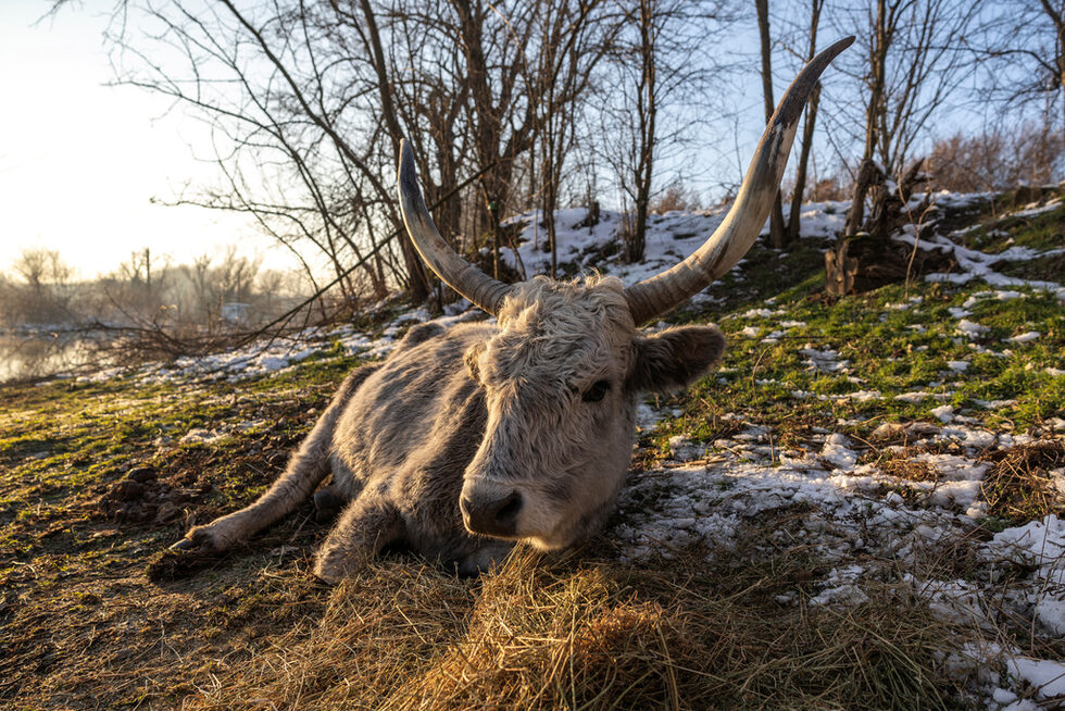 Фотогалерия: Фермери в Сърбия се борят да спасят животни от речен остров