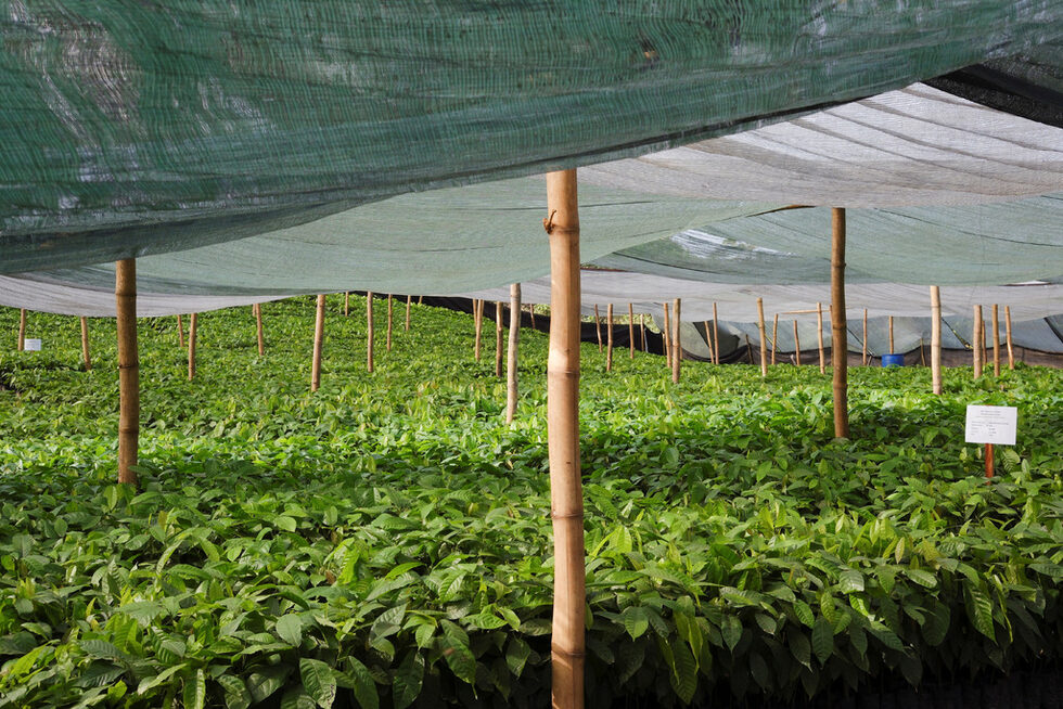 Ганайски фермери обвиняват Cocobod, тя е изправен пред нарастващи дългове и през този сезон изпитва затруднения да осигури синдикирания заем, който използва за финансиране на операциите и прибиране на реколтата.<br /><br />Преди години тя преустанови разпределението на торове и пестициди. Плановете за подмладяване на застаряващите дървесни масиви са с незначителен напредък. И губи битката с това, което мнозина смятат за екзистенциална заплаха: разрастването на леторастите.<br /><br />Вирусът първо намалява добивите, а след това убива дърветата. Веднъж заразени с вируса, насажденията трябва да бъдат изкоренени, а почвата - обработена, преди да се засади отново какао.