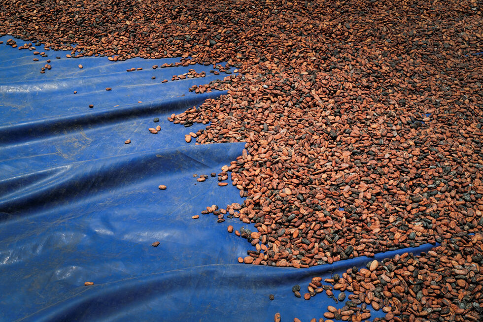 Cocobod се ангажира да възстанови засегнатите какаови плантации, като използва част от финансирането си в размер на 600 млн. долара от Африканската банка за развитие и още 200 млн. долара от Световната банка.<br /><br />Според експертите обаче 67 000 хектара, обхванати от програмата за възстановяване на Гана, далеч не успяват да се справят с разпространението на болестта. Още по-лошо, Cocobod твърди, че незаконни златотърсачи нахлуват в някои рехабилитирани ферми.