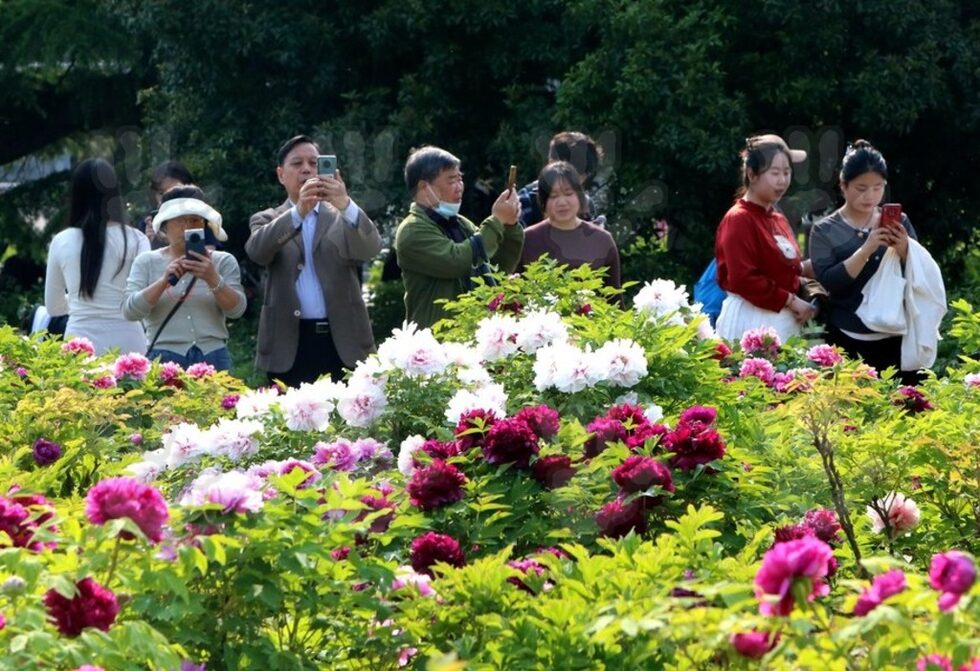 Фотогалерия: Паркът на божурите и лалетата