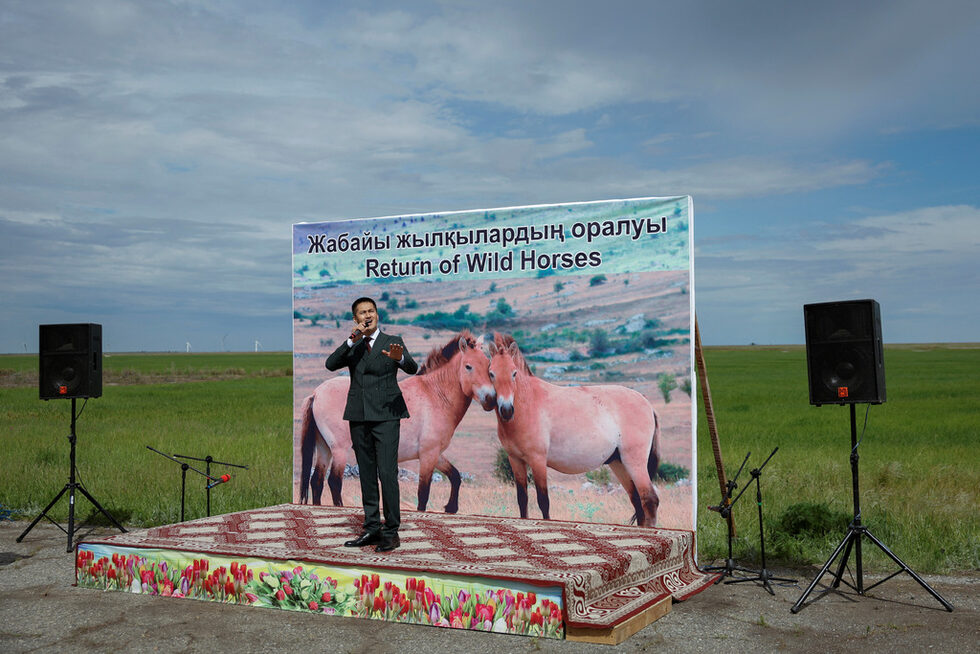 Фотогалерия: Дивите коне се завръщат в Златната степ на Казахстан