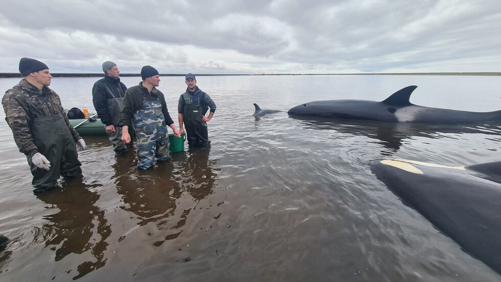 Спасители и доброволци се опитват да спасят косатки, заседнали в устието на река Болшая Воровская на брега на Охотско море, на полуостров Камчатка, Русия.