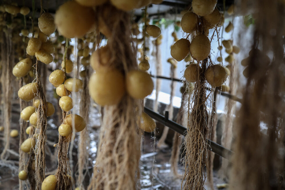 Междувременно производителят на картофи за семената Yakeshi Senfeng Potato Industry Company инвестира в аеропонни системи, при които растенията се отглеждат във въздуха при контролирани условия.<br />