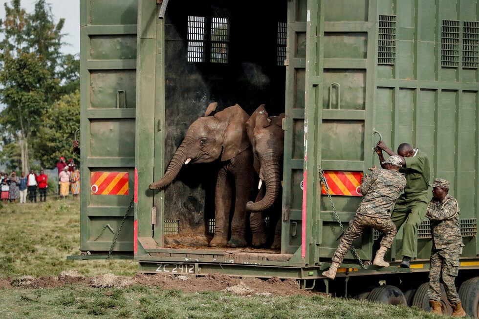 Рейнджъри от Кенийската служба за дивата природа (KWS) и ветеринари освобождават слонове от националния резерват "Мвеа", Мвейга, окръг Ниери, Кения.