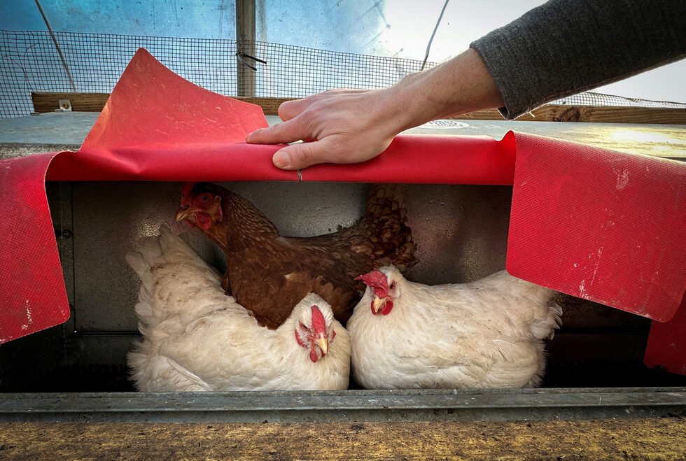 Пациентите на Михо оценяват не само вкуса и качеството на яйцата и пилетата, но и личната грижа и внимание, които тя и Джъстин влагат в тяхното отглеждане.<br />