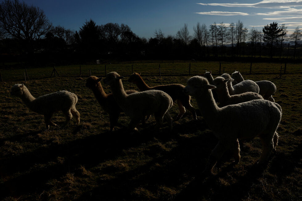В момента във фермата работят 11 души, има 71 алпаки и две много по-големи лами, предлага се и настаняване на посетители.