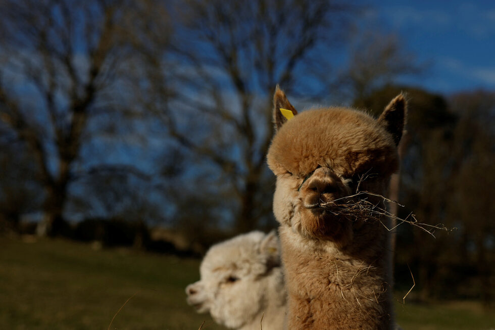 Започнал с походи "алпака и просеко" и зареждал магазин с чорапи и меки играчки от вълна на алпака. Но скоро забелязва, че те могат да облекчат тревожността на по-възрастните посетители и на хората с допълнителни нужди.