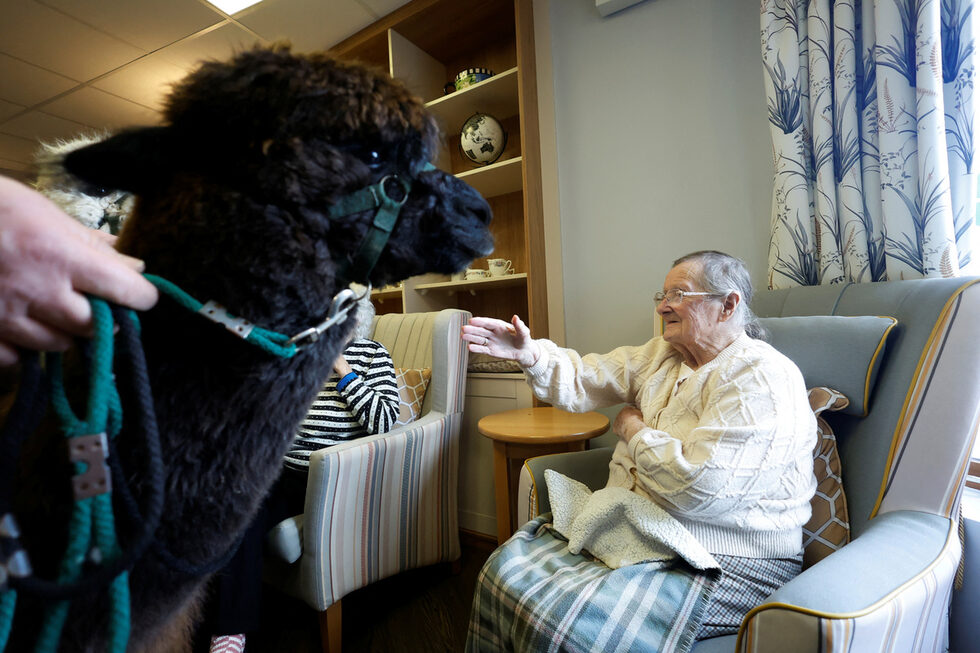 "Забелязахме, че оказваме наистина положително въздействие върху хората със специални нужди, било то деца с аутизъм, било то възрастни или юноши със синдром на Даун. Просто установихме, че това повдига духа на всички", казва Фелан в интервю във фермата си, на около 30 км южно от Дъблин.