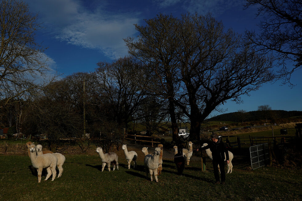 Фотогалерия: Терапия с алпака за повдигане на настроението