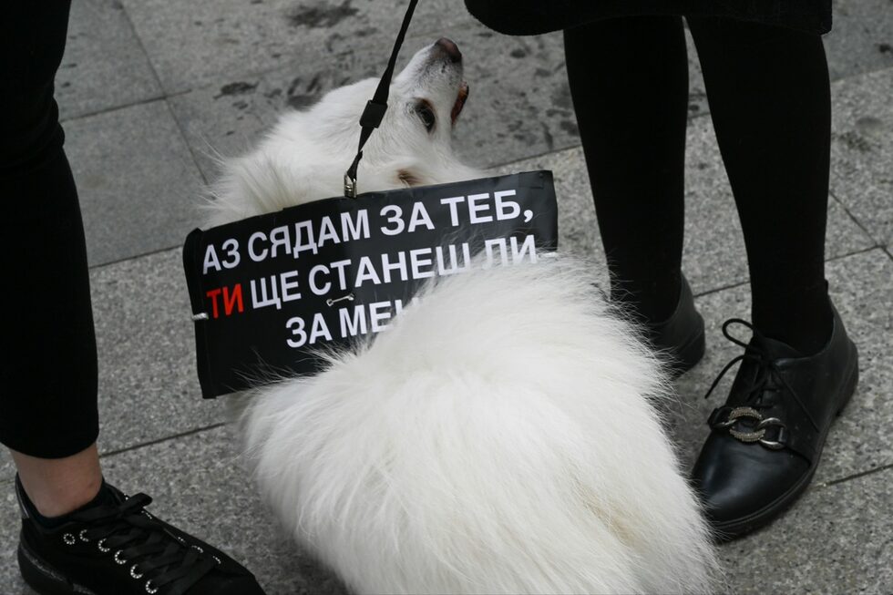 Като ключови мерки в борбата с насилието над животни недоволстващите посочиха кастрацията, която ще намали излишната популация.
