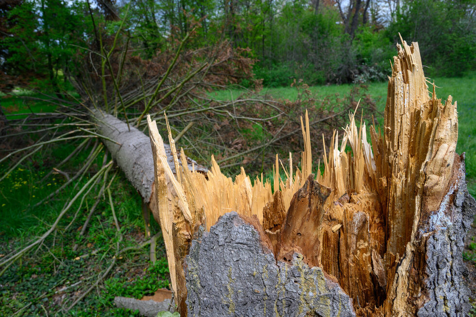 <a href="https://www.dnevnik.bg/bulgaria/2025/04/25/4774147_ne_gora_a_djungla_i_parkut_vrana_zatuna_v_prehvurliane/" target="_blank">Състоянието на дърветата и растенията във "Врана"</a> съответстват на предупрежденията от царското семейство Сакскобургготски за проблемите в поддръжката на парка.