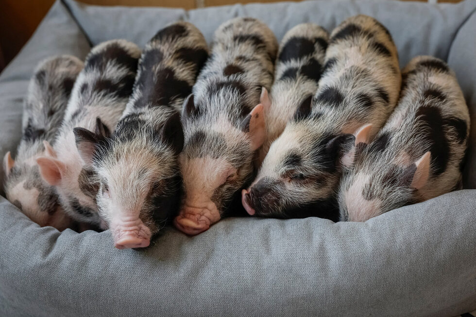 В Киев отвори врати необичайно кафене за животни - Piggy Cafe.<br /><br />Това е първото кафене в Украйна, където гостите могат да пият кафе в компанията на прасенца
