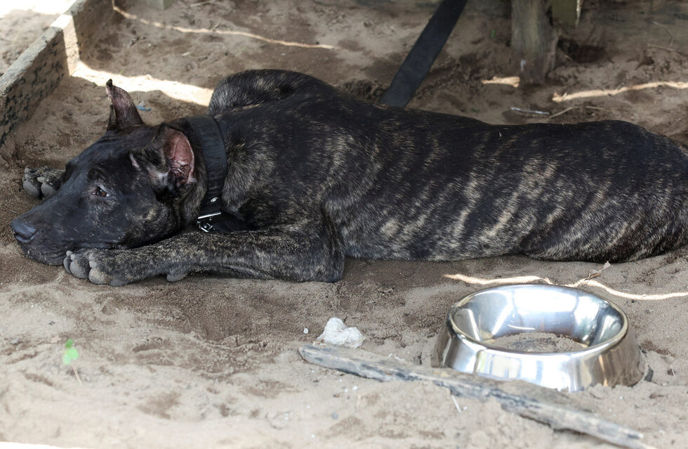 Акинделе Олунлой, изпълнителен директор на компанията за внос на кучета Pet Lovers Nigeria, споделя, че всичките му разходи – за животни, храна, транспорт, разрешителни, летищни такси – са се увеличили толкова много, че е променил бизнес модела си. Сега той внася кучета само за клиенти с висока нетна стойност, които правят конкретни поръчки и могат да си позволят собствена храна.