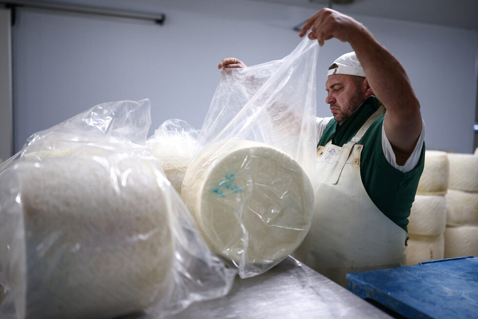 Една от ключовите характеристики на Pecorino Romano е, че в Америка няма производство на сирене на базата на овче мляко, като италианското. Това означава, че продуктът не създава дисбаланс в местното производство, което е силен аргумент в преговорите за избягване на новите мита.