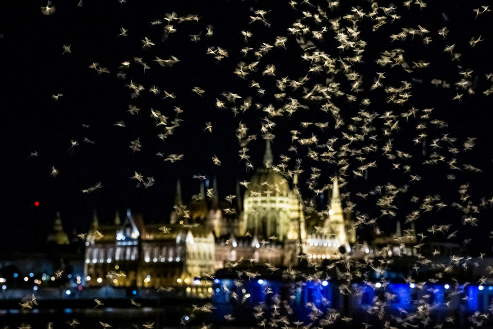 Фотогалерия: Ниското ниво на водите на Дунав изпълни Будапеща с рояци еднодневки