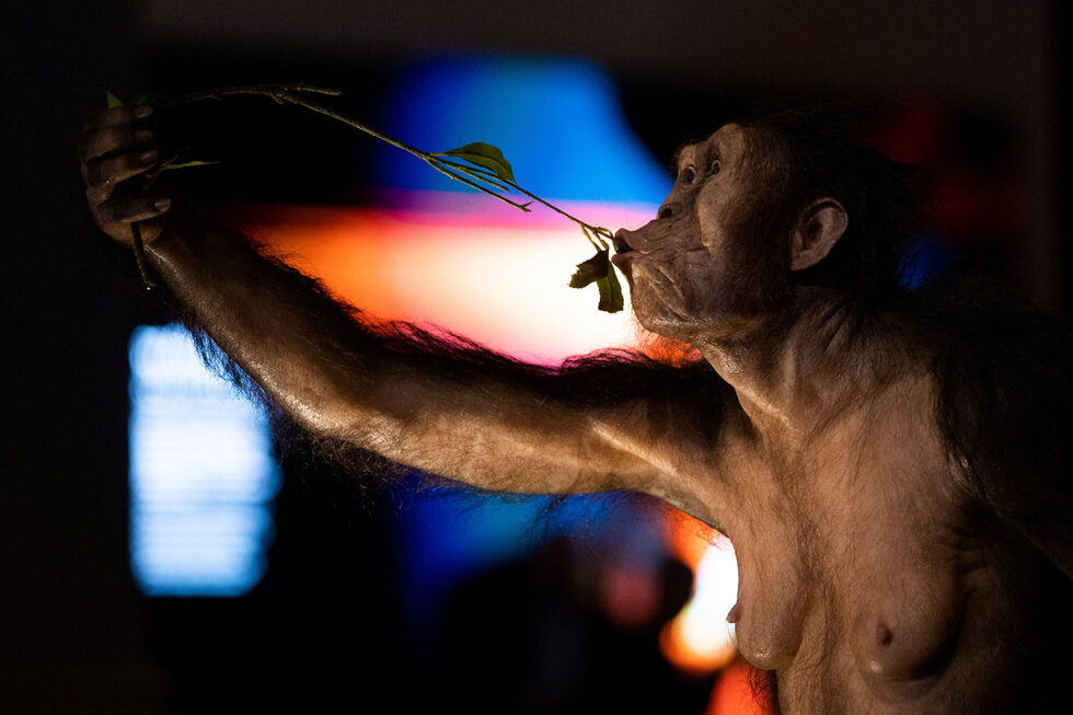Хиперреалистичен модел на човешки предшественик, Australopithecus afarensis, известен като Луси, е изложен заедно с оригиналните останки от скелета й, както и останките на един от най-старите човешки предшественици, известен като Селам (не е на снимката), за първи път в Европа, в Националния музей в Прага, Чехия.