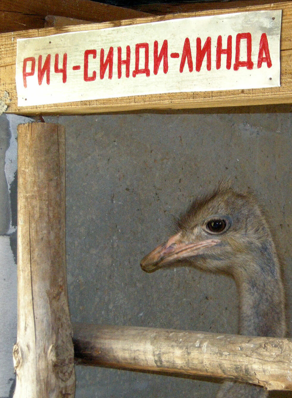 Фотогалерия: Ферма ''Сините щрауси''