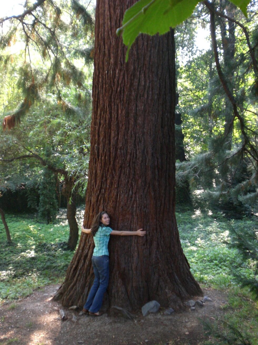 Tree-hugger в Боянската църква, залязваща професия предвид масовото изсичане на горите.